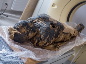 A pregnant Egyptian mummy is pictured during a research work in this undated handout photo.