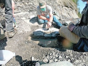 May 20, 2021 - A turtle fossil was discovered in January by Russell Ball of Courtenay on the Puntledge River in what is known as the Trent River formation. Royal B.C. Museum