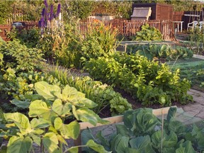 They may seem like an odd pairing, but strawberry and potato plants are well suited to be planted next to each other.