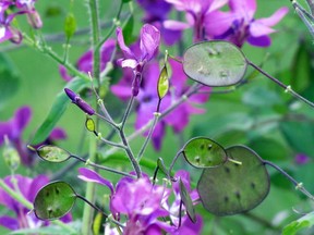 The botanical name for money plant is Lunaria, derived from the Latin "luna" meaning the moon.