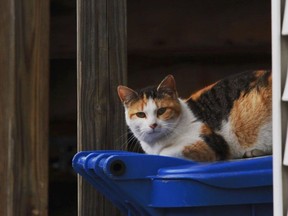 A picture of a cat a part of the Tree House Humane Society's "Cats at Work" program in Chicago.