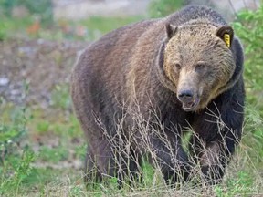 File photo: A grizzly bear near Sicamous.