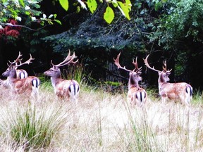 Fallow deer were introduced on neighbouring James Island in 1902 by the owner at the time as prey for hunting parties, and moved to Sidney Island in the early 1960s, when ponds were dug and the first standing fresh water became available to sustain them.