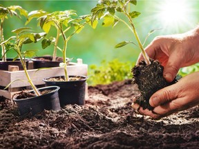 Small tomato plants are most vulnerable to severe damage from insects.