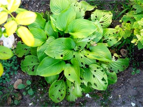 Slugs chew large, ragged holes in plant leaves.