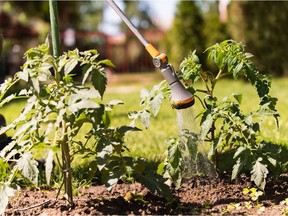 A long-handled watering wand is garden columnist Helen Chesnut's preferred method for watering closely spaced plants.