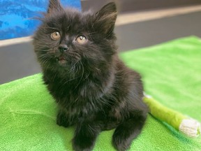 The BC SPCA says Ivy, a seven-month-old kitten, was recently brought to the BC SPCA location in Kelowna after being thrown from a moving vehicle