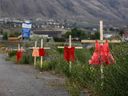 Children's red dresses are staked along a highway near the former Kamloops Indian Residential School where flowers and cards have been left as part of a growing makeshift memorial to honor the 215 children whose remains have been discovered buried near the facility, in Kamloops, British Columbia, Canada, on June 2, 2021.