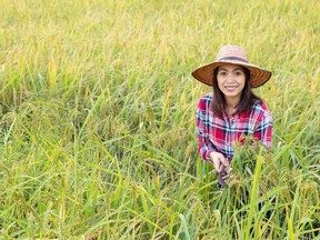 Baan Lao chef Nutcha Phanthoupheng at her rice farm in Thailand. The organic jasmine rice is grown on the farm and is sold by the kilogram at the restaurant.
