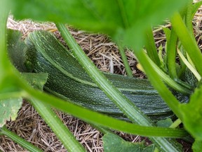 There are several types of zucchini seeds to select from.