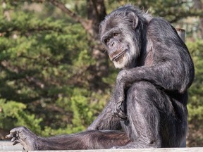 A January 14, 2015 handout photo shows Cobby, America's oldest male chimpanzee at the San Francisco Zoo, who died at age 63 the zoo announced on June 6, 2021.