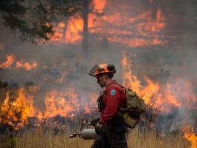 A firefighter uses a torch to set fire to brush during a prescribed burn to help prevent the Finlay Creek wildfire from spreading near Peachland, B.C., on Thursday September 7, 2017.