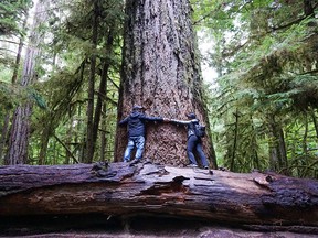 The trees in Cathedral Grove on Vancouver Island are amongst the oldest and tallest in Canada.