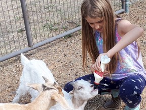Youth volunteer Alayah Maddocks-Puetz feeds a young goat at the North Thompson Fall Fair and Rodeo Association fairgrounds in Barrière. The Association has assembled volunteers to care for livestock after their owners were forced to leave their homes because of wildfire.