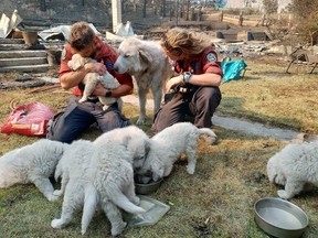 B.C. Wildfire Service firefighters Chad Goldney and Olivia Hughes feed and cuddle Lytton resident Tricia Thorpe's dog and seven puppies. The animals got left behind during the evacuation of the village