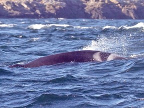A 35-year-old male member of J-Pod known as K21 is showing severe signs of malnutrition and is not expected to survive.