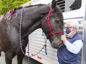 Gerry O'Neil of Stanley Park Horse-Drawn Tours, where business is still down 90 per cent from COVID and there have been recent cancellations after coyote attacks.