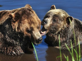Grizzly bears Grinder (right) and Coola this week as they approach their twentieth birthdays at Grouse Mountain.