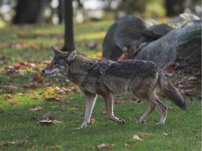 According to the B.C. Conservation Officer Service, there have been at least 31 coyote attacks in Stanley Park that caused human injury since December