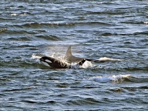 Orcas in the Salish Sea.