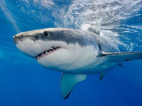 A great white shark swimming just under the surface.