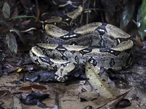 File photo of a Colombian boa constrictor in a nature reserve.