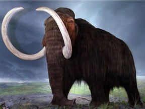 The Wooly Mammoth display at the Royal B.C. Museum in Victoria, B.C.