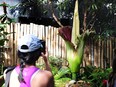 Uncle Fester look set to bloom once again and crowds are expected to flock to the Bloedel Conservatory to see what all the stink is about.