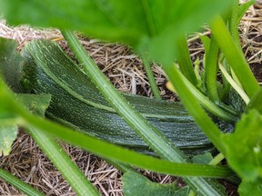Seemingly healthy zucchini plants can turn yellow for a variety of reasons.