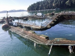 There is strong support across B.C. for a rapid transition away from open-net-pen salmon fish farming.