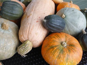 Pumpkins and winter squash can be harvested when the leaves have mostly died back on the vines and the stem is dry and shrivelled.