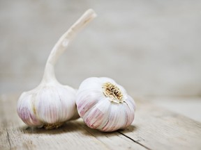 Early fall planting gives garlic bulbs time to develop strong root systems.