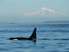 Pacific Northwest orca (killer whale) with Mount Baker in the background near the Strait of Georgia off the coast of Vancouver, British Columbia.