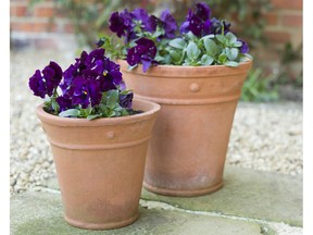 Purple winter flowering pansies.