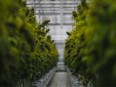 Cannabis plants are pictured in a greenhouse of the new European production site of Tilray medical cannabis producer, in Cantanhede, on Apr. 24, 2018. /