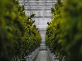 Cannabis plants are pictured in a greenhouse of the new European production site of Tilray medical cannabis producer, in Cantanhede, on Apr. 24, 2018. /