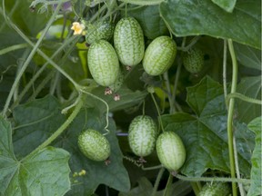 Cucamelons are about the size of grapes, and are at their most crisp when picked young, at only about 2.5 cm long.