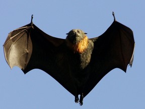 Fruit bats are also known as flying foxes.