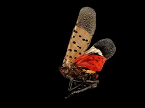 Spotted lanternfly