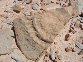 A fossil of a pterosaur found by a group of scientists in the Atacama Desert, in northern Chile, on May 11, 2015.