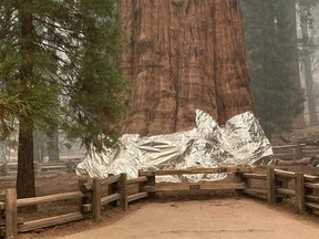 In this picture released by the National Park Service on September 16, 2021, firefighters wrap the historic General Sherman Tree, estimated to be around 2,300 to 2,700 years old, with fire-proof blankets in Sequoia National Park, California. - The world's biggest trees were being wrapped in fire-proof blankets Thursday in an effort to protect them from huge blazes tearing through the drought-stricken western United States.

A grove of ancient sequoias, including the 275-foot (83-meter) General Sherman Tree -- the largest in the world -- were getting aluminum cladding to fend off the flames.

Firefighters were also clearing brush and pre-positioning engines among the 2,000 ancient trees in California's Sequoia National Park, incident commanders said.