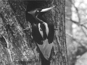 This handout photo obtained September 29, 2021, taken from movie footage recorded by Arthur Allen in Louisiana, 1935, and archived in the Macaulay Library at the Cornell Lab of Ornithology, shows an Ivory-billed woodpecker. - The United States on September 29, 2021 declared 23 species extinct, including one of the world's largest woodpeckers dubbed the "Lord God Bird." The announcement came via the Fish and Wildlife Service (FWS), which proposed to remove the birds, mussels, fish, as well as a plant and fruit bat from Endangered Species Act protections because government scientists have given up on ever finding them again. "With climate change and natural area loss pushing more and more species to the brink, now is the time to lift up proactive, collaborative, and innovative efforts to save America's wildlife," said interior secretary Deb Haaland in a statement.