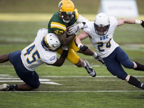 UBC Thunderbirds Daniel Kwamou (45) and Dustin Magee (24) tackle University of Alberta Golden Bears Justice Momoka at Foote Field on Saturday, Sept. 25, 2021 in Edmonton.