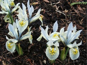 Dwarf irises like this 'Katherine Hodgkin' are among the many small flowering bulbs that fit well into gardens.