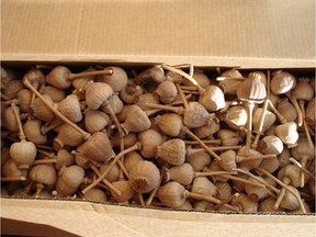 A box full of dried poppy heads - the main ingredient for the opiate "doda" - is shown after a 2009 seizure by the Canada Border Services Agency in Calgary. Popular in South Asian cultures, doda is considered equivalent to morphine by Canadian authorities. Image provided by CBSA.