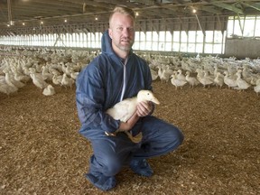 Joe Falk, owner of Fraser Valley Specialty Poultry, holds a Pekin duck in a building with about 7,000 ducks at his Chilliwack facility on Sept. 21.