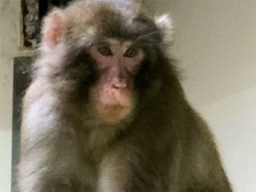The Calgary Zoo is mourning the unexpected death of four-year-old macaque Kyubi.