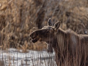 A young moose among the willow along Mosquito Creek west of Cayley, Ab., on Tuesday, March 16, 2021.