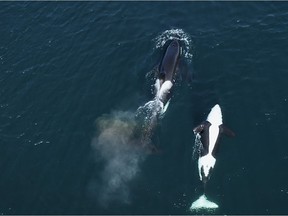 The new B.C.-produced documentary film Coextinction focuses on the endangerment of the southern resident orcas due to collapsing salmon populations and centuries of injustice against Indigenous Peoples. The film is part of the 2021 Vancouver International Film festival running Oct. 1-11.