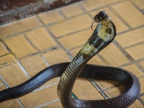 Dangerous monocled cobra snakes come into the house.